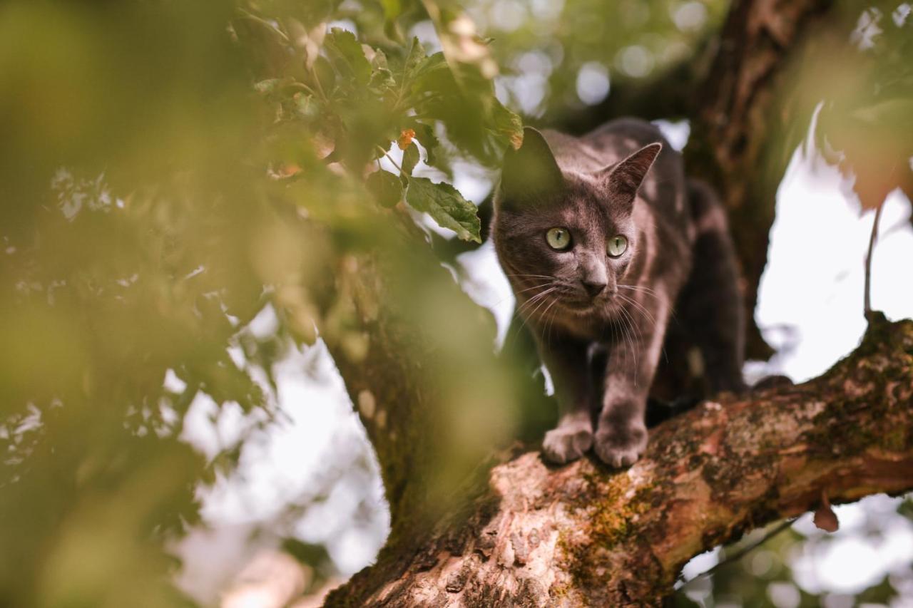 Les Chambres Du Chat Sainte-Cecile Luaran gambar